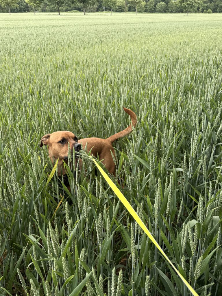 June steht im Feld