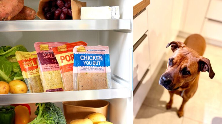 Wenn der Hundemagen Diva ist: Junes Butternutbox-Erfahrung (ehrlich & ungeschönt)